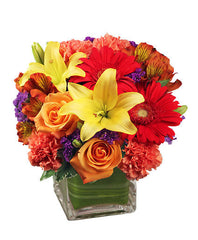 GERBERAS